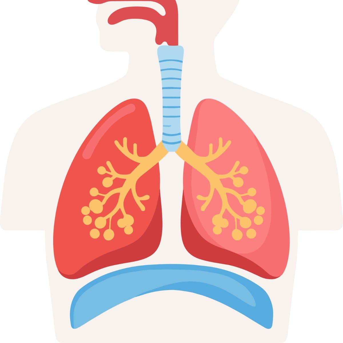 Illustration of the lungs and airways with the dome-shaped diaphragm muscle underneath