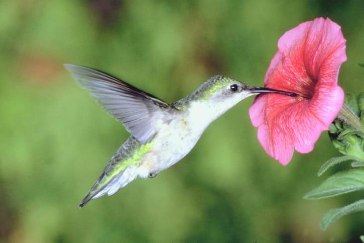 A hummingbird hovering to drink from a pink petunia flower