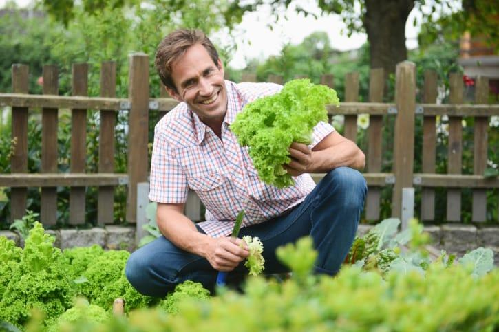 A smiling man crouching in a vegetable garden holding a freshly picked head of lettuce