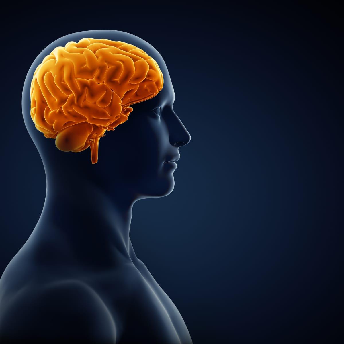 An illustration of a human head in profile with the brain highlighted in orange
