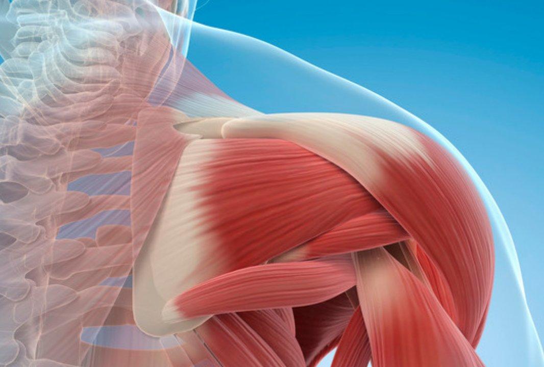 Illustration of the muscles around the shoulder and upper back