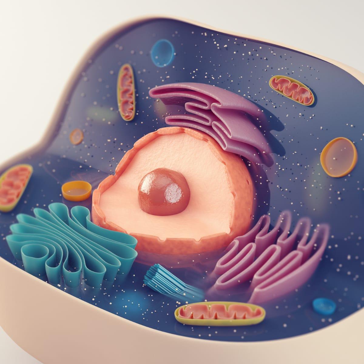 A 3D cutaway illustration of a human cell showing the nucleus and bean-shaped mitochondria