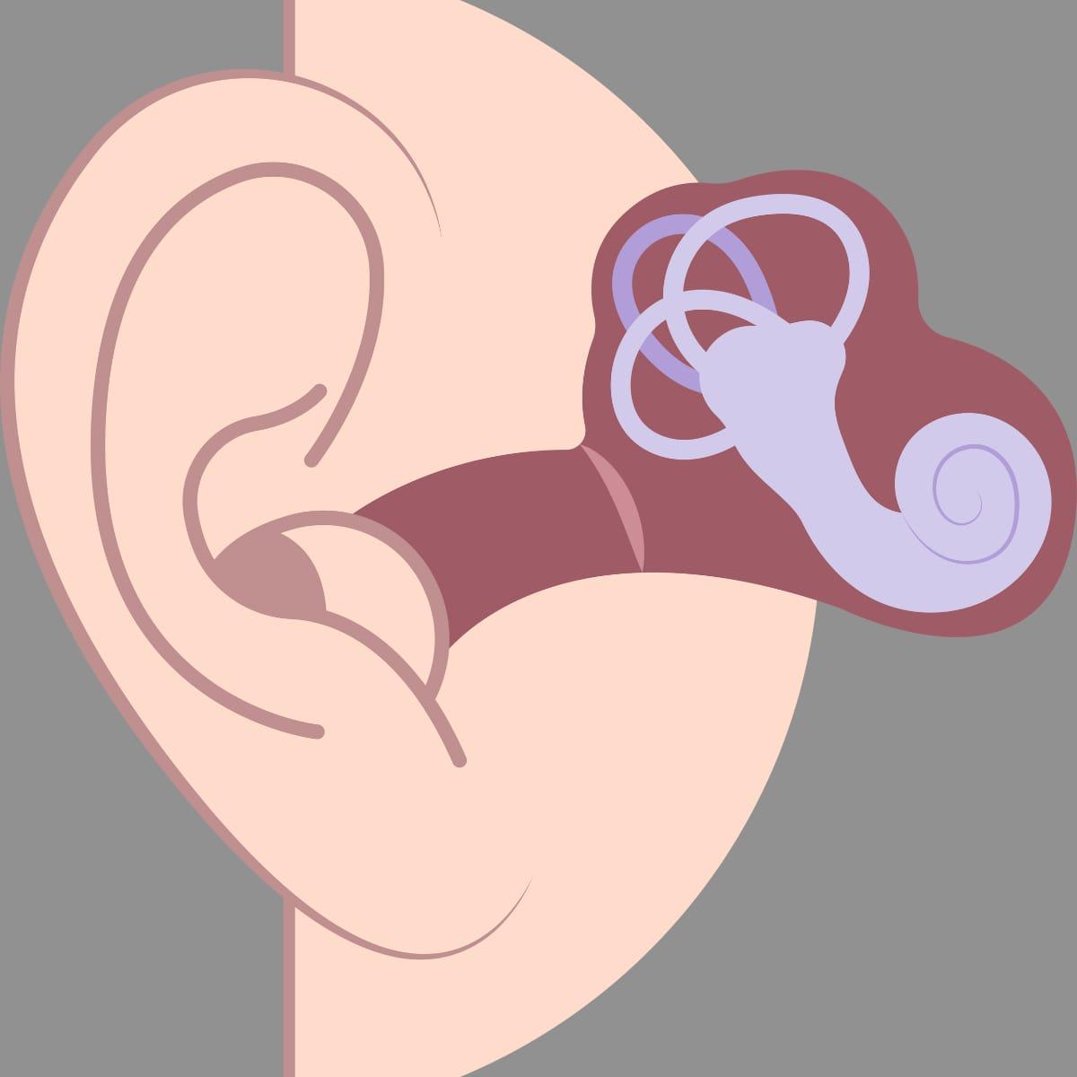 Illustration of the ear showing the ear canal leading to the inner ear's balance organs and cochlea